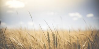 Co to są podstawowe umiejętności cyfrowe? Co to są podstawowe umiejętności cyfrowe?