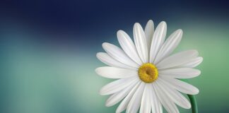 Czy płatki owsiane są lekkostrawne? Czy płatki owsiane są lekkostrawne?