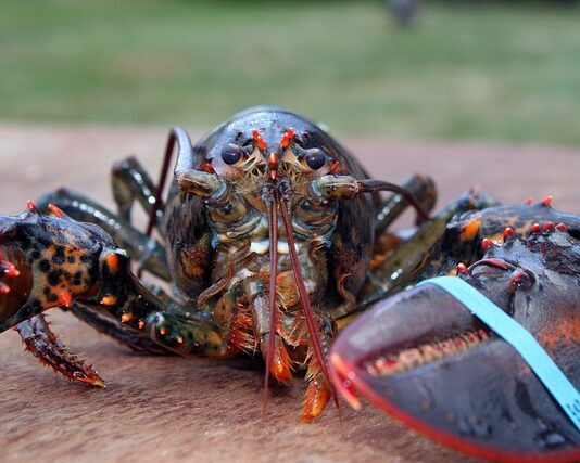 Które skorupiaki prowadzą osiadły tryb życia?