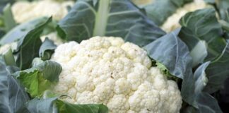 Czy kalafior gotowany jest lekkostrawny?