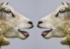 Czy przedsiębiorstwa wykorzystują w swoich strategiach komunikacje marketingowa?
