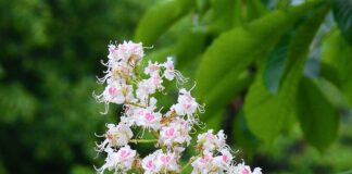 Co lepiej przygotowuje do matury liceum czy technikum?