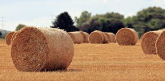 Jaka jest rola nauczyciela w nauczaniu? Jaka jest rola nauczyciela w nauczaniu?