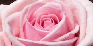 Kto musi wypełnić in-1?