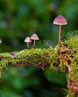 Jakie są rodzaje planu?