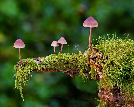 Jakie są rodzaje planu? Jakie są rodzaje planu?