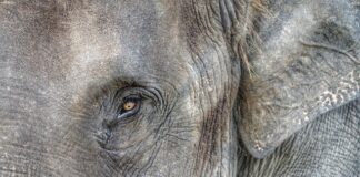 Co oznacza częste zapominanie? Co oznacza częste zapominanie?