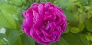 Czy ZUS dolicza lata pracy za granicą?