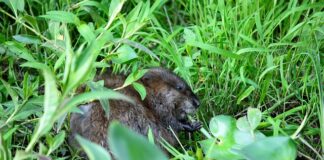 Co jest rezultatem nauczania? Co jest rezultatem nauczania?