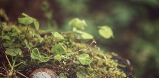 Kto zakłada sondę do żołądka lekarz czy pielęgniarka? Kto zakłada sondę do żołądka lekarz czy pielęgniarka?