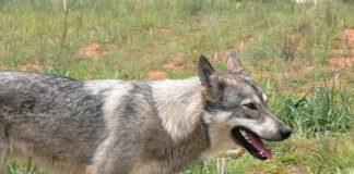 Co to jest taksonomia celów kształcenia? Co to jest taksonomia celów kształcenia?