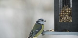 Co to znaczy Mes? Co to znaczy Mes?