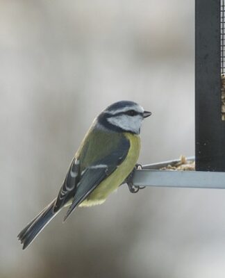 Co to znaczy Mes? Co to znaczy Mes?