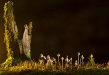 Jakie są rodzaje AI? Jakie są rodzaje AI?