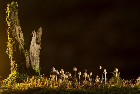 Jakie są rodzaje AI? Jakie są rodzaje AI?