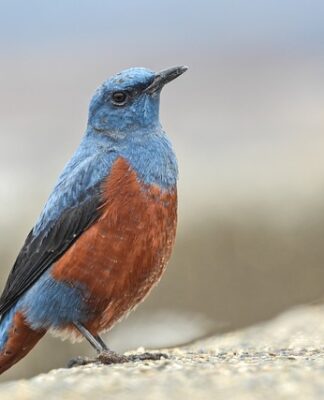 Czym się różni metoda od formy? Czym się różni metoda od formy?