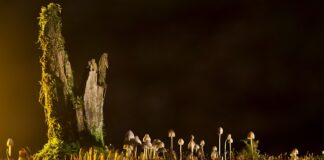 Jakie są rodzaje edukacji?