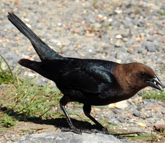 W jakim kraju jest najgorszy system edukacji?